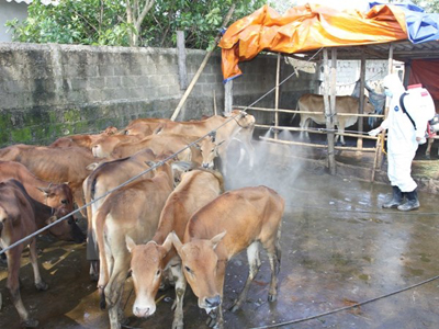 Phun thuốc tiêu độc khử trùng tại hộ nuôi có đàn gia súc mắc bệnh lở mồm long móng ở Quảng Trị.